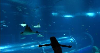 AquaRio é destino de lazer no feriado de 7 de setembro