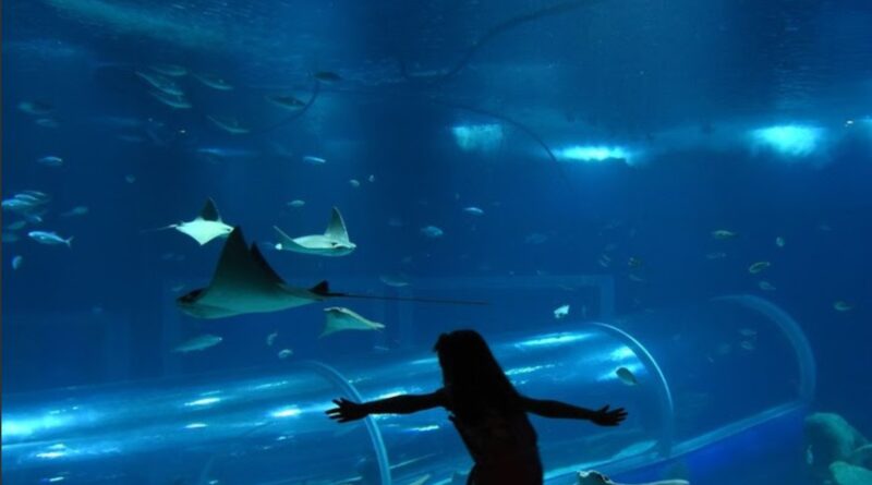 AquaRio é destino de lazer no feriado de 7 de setembro