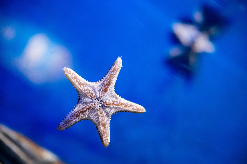 AquaRio é destino de lazer no feriado de 7 de setembro