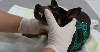 Niterói oferece 50 consultas veterinárias gratuitas em outubro