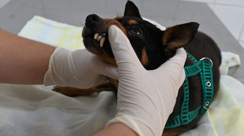 Niterói oferece 50 consultas veterinárias gratuitas em outubro