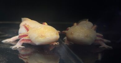 Axolote do BioParque do Rio ganha nome Axl Rose após votação popular