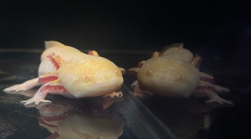 Axolote do BioParque do Rio ganha nome Axl Rose após votação popular