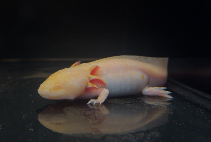 Axolote do BioParque do Rio ganha nome Axl Rose após votação popular