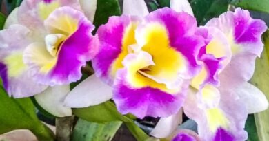 Charitas recebe 39ª Exposição de Orquídeas de Niterói