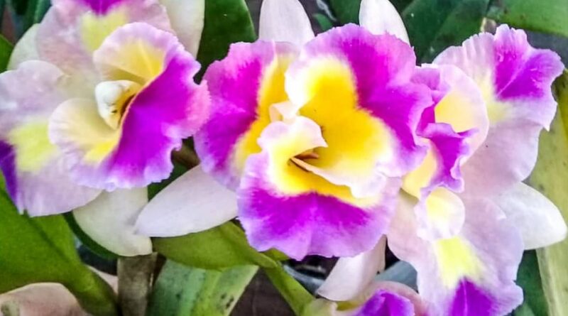 Charitas recebe 39ª Exposição de Orquídeas de Niterói