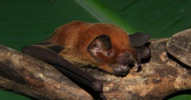 Novo coronavírus é identificado em morcegos no Brasil e acende alerta