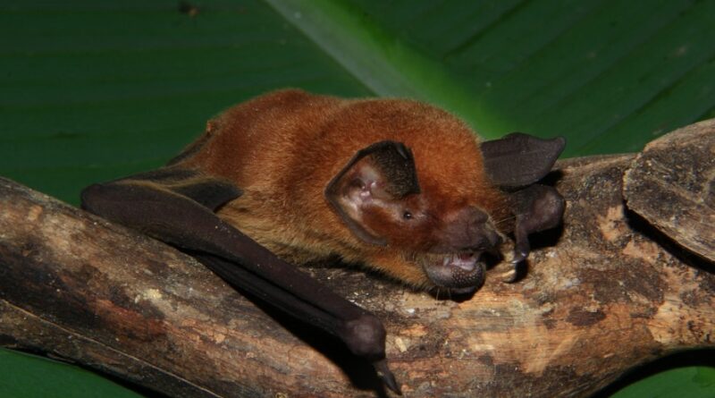 Novo coronavírus é identificado em morcegos no Brasil e acende alerta