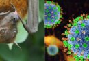 Raposas-voadoras e vírus Nipah: o que a ciência explica