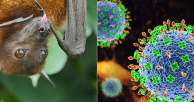 Raposas-voadoras e vírus Nipah: o que a ciência explica