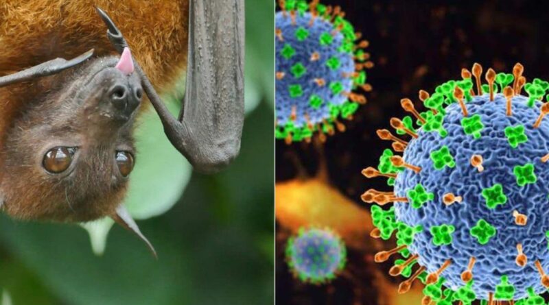 Raposas-voadoras e vírus Nipah: o que a ciência explica
