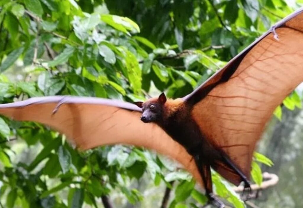 Raposas-voadoras e vírus Nipah: o que a ciência explica