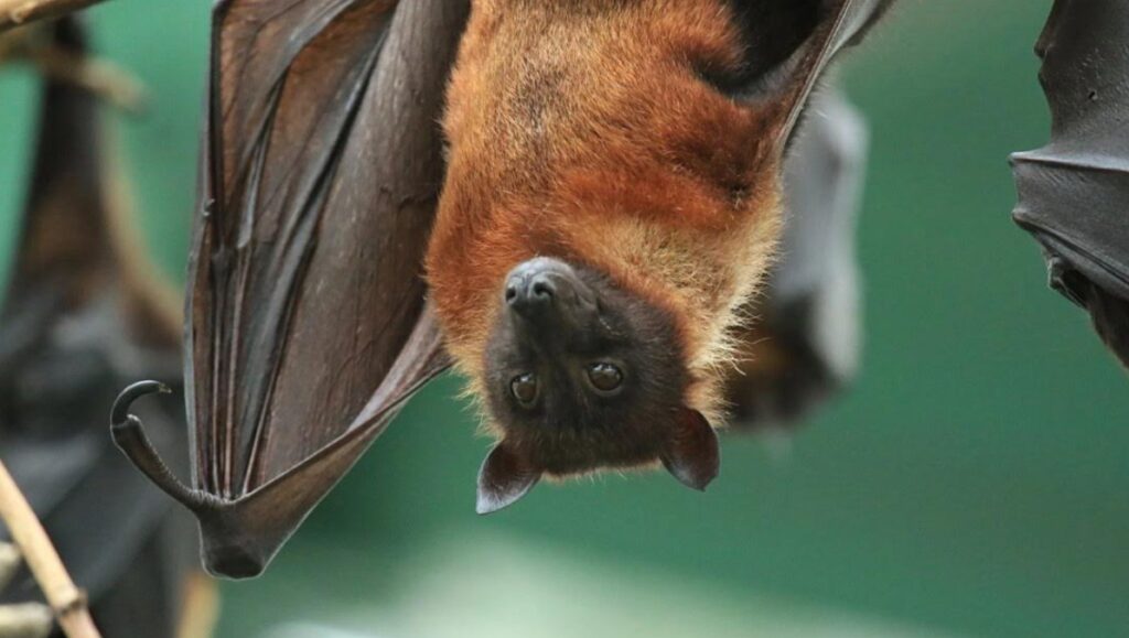 Raposas-voadoras e vírus Nipah: o que a ciência explica