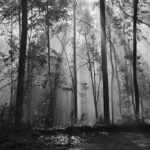 Sociedade Fluminense de Fotografia celebra 82 anos com nova exposição