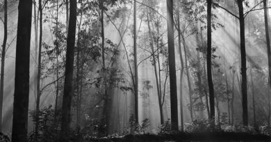 Sociedade Fluminense de Fotografia celebra 82 anos com nova exposição