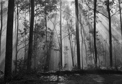Sociedade Fluminense de Fotografia celebra 82 anos com nova exposição