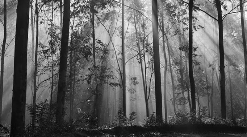 Sociedade Fluminense de Fotografia celebra 82 anos com nova exposição