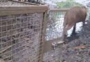 Capivara resgatada em praça de Niterói volta à natureza