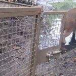 Capivara resgatada em praça de Niterói volta à natureza
