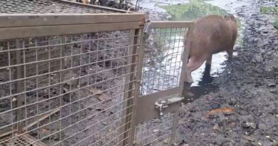 Capivara resgatada em praça de Niterói volta à natureza