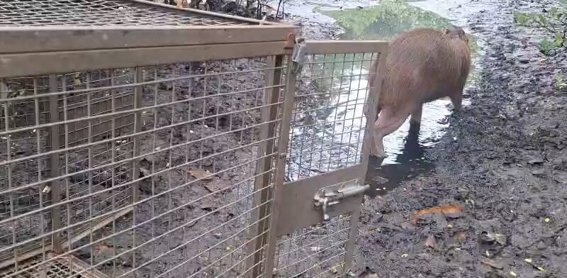 Capivara resgatada em praça de Niterói volta à natureza