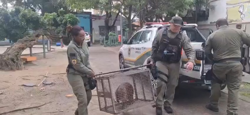 Capivara resgatada em praça de Niterói volta à natureza