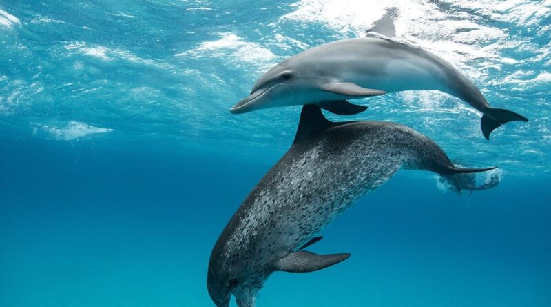 Irã planeja golfinhos armados para atacar navios no Golfo