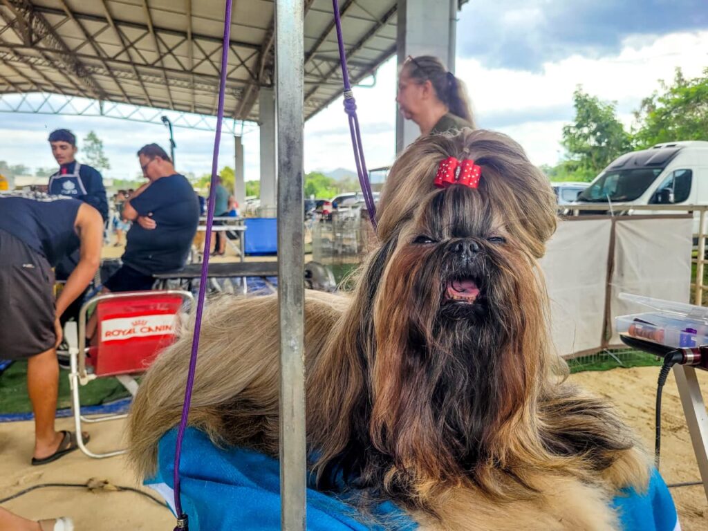 Exposição de cães transforma Parque Rural em ponto de encontro para famílias 3 Exposição de cães transforma Parque Rural em ponto de encontro para famílias