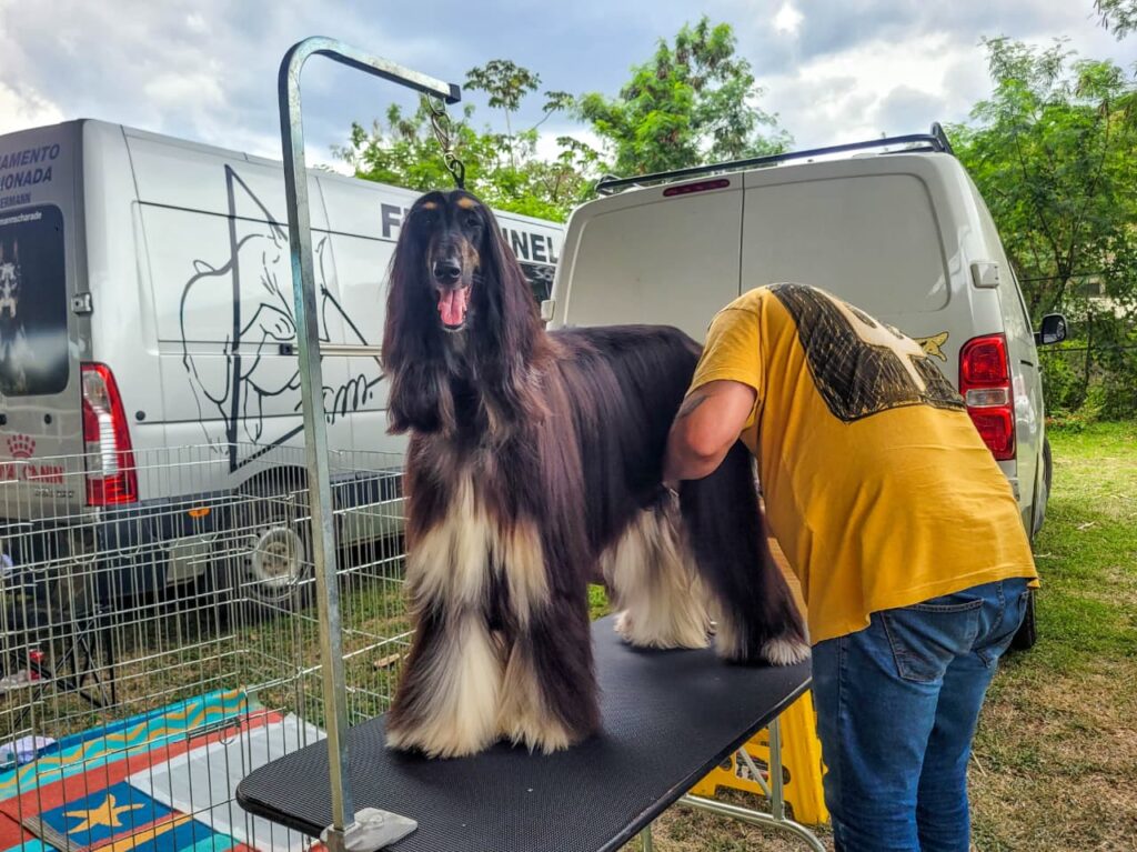 Exposição de cães transforma Parque Rural em ponto de encontro para famílias 4 Exposição de cães transforma Parque Rural em ponto de encontro para famílias