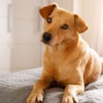 Rede Caramelo amplia proteção animal em Niterói